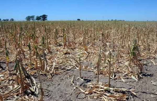 Sequía: Confederaciones Rurales Argentinas estima que se perderán hasta US$ 25.000 millones
