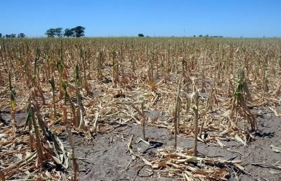 Sequ&iacute;a: Confederaciones Rurales Argentinas estima que se perder&aacute;n hasta US$ 25.000 millones