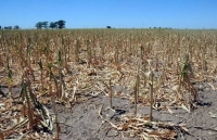 Sequ&iacute;a: Confederaciones Rurales Argentinas estima que se perder&aacute;n hasta US$ 25.000 millones