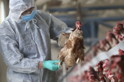 Influenza aviar: recomendaciones para evitar la diseminaci&oacute;n