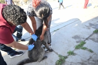 Semana del Animal: la Municipalidad realizar&aacute; operativos de vacunaci&oacute;n