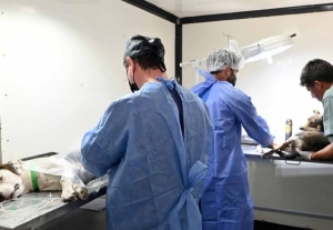 Quirófano de Zoonosis atenderá en cuatro puntos de la ciudad