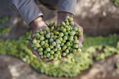 Tras tocar m&iacute;nimos hist&oacute;ricos, el vino argentino vuelve a crecer en el exterior impulsado por el boom de los blancos