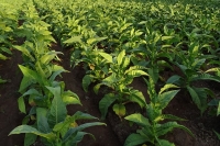 Tabacaleros. Inscripci&oacute;n para financiamiento de fertilizantes