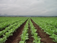 Programa de financiamiento para productores tabacaleros