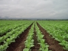 Programa de financiamiento para productores tabacaleros