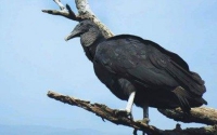 Liberaron ejemplares de fauna silvestre