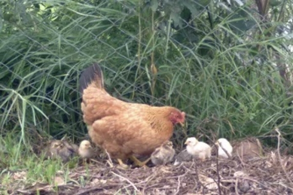 No se registran complicaciones en humanos por el caso de gripe aviar confirmado en Jujuy