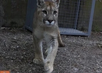 Protecci&oacute;n y recuperaci&oacute;n de la fauna aut&oacute;ctona