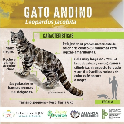 Gato andino: jornada de sensibilización