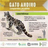 Gato andino: jornada de sensibilizaci&oacute;n