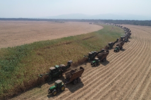 Ledesma alcanz&oacute; una producci&oacute;n de 291.000 toneladas de az&uacute;car