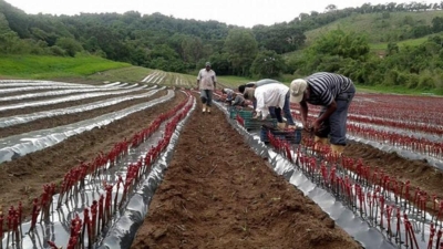 Medidas fiscales y crediticias para que las econom&iacute;as cordilleranas puedan afrontar las heladas