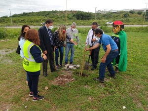 Lapachos rosados para colectora de la 66