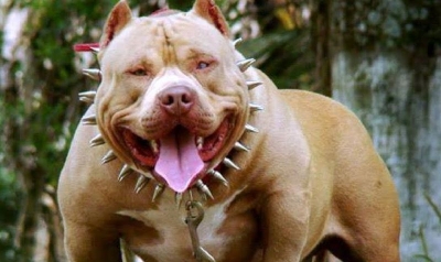 Quieren reglamentar la tenencia de animales potencialmente peligrosos