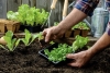 Contin&uacute;an las inscripciones para los talleres virtuales gratuitos de huerta org&aacute;nica