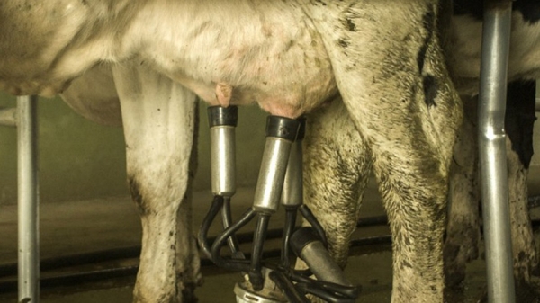El INTA desarroll&oacute; la primera vacuna del mundo contra el virus de la Leucosis Bovina