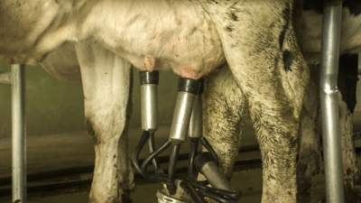El INTA desarroll&oacute; la primera vacuna del mundo contra el virus de la Leucosis Bovina