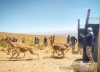 Chaku en El C&oacute;ndor: Recolectaron 30 kilos de fibra de vicu&ntilde;as