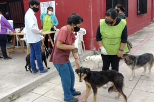 Contin&uacute;a la campa&ntilde;a de vacunaci&oacute;n antirr&aacute;bica