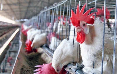 Senasa iniciar&aacute; negociaciones con pa&iacute;ses para retomar las exportaciones av&iacute;colas