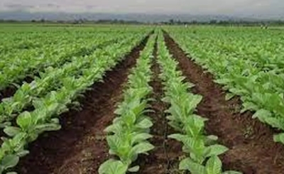 Tabaco: extienden la inscripci&oacute;n para financiamiento de fertilizantes