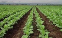 Tabaco: extienden la inscripci&oacute;n para financiamiento de fertilizantes