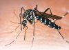 Dengue: Jujuy tiene 2544 casos confirmados