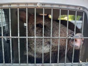 Un ejemplar de pecar&iacute; de collar fue recuperado en El Acheral