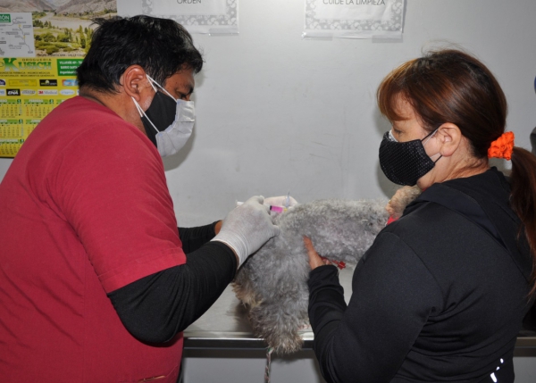 Este s&aacute;bado continua la vacunaci&oacute;n antirr&aacute;bica