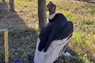 El c&oacute;ndor encontrado en Purmamarca ser&aacute; intervenido en el Centro Temaiken