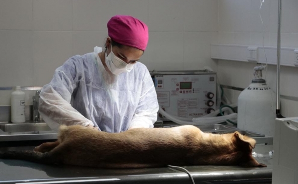 Campa&ntilde;a de castraci&oacute;n y vacunaci&oacute;n en cuarentena