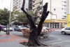 Controlan podas para proyeger arbolado urbano