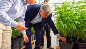 Jujuy:en septiembre se vender&iacute;a aceite de cannabis en farmacias