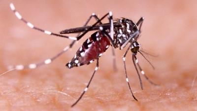 Se registr&oacute; un fuerte aumento de los casos de dengue y chikungunya en la &uacute;ltima semana en la Argentina