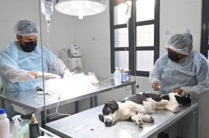 Zoonosis Municipal. Cronograma de castraciones y vacunaciones