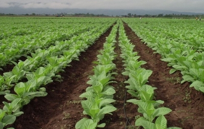 Subsidio para costo energ&eacute;tico al sector tabacalero