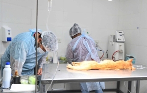 Inicia el a&ntilde;o con un amplio operativo de castraci&oacute;n de mascotas