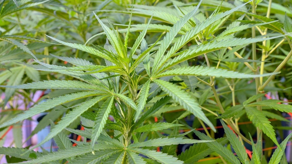 "Un hecho hist&oacute;rico" el proyecto para impulsar la industria del cannabis medicinal