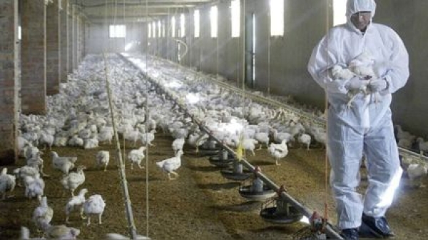 Nuevos casos de influenza en aves de traspatio en Buenos Aires, C&oacute;rdoba, R&iacute;o Negro y San Luis