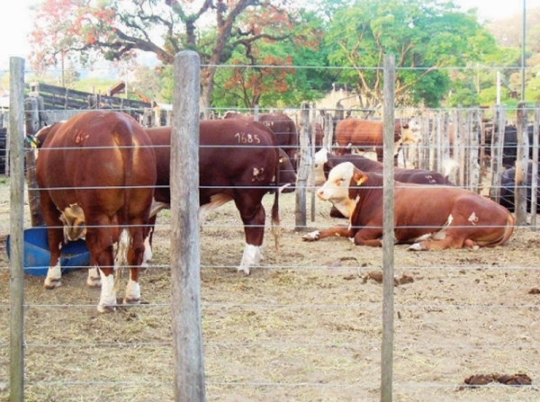 Jornada Ganadera Virtual del IPCVA en el NOA