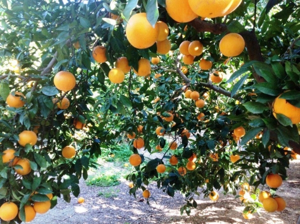 Jujuy libre de HLB en la producci&oacute;n citr&iacute;cola