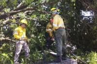 Despliegue de la Brigada de Incendios Forestales para asistir a la poblaci&oacute;n