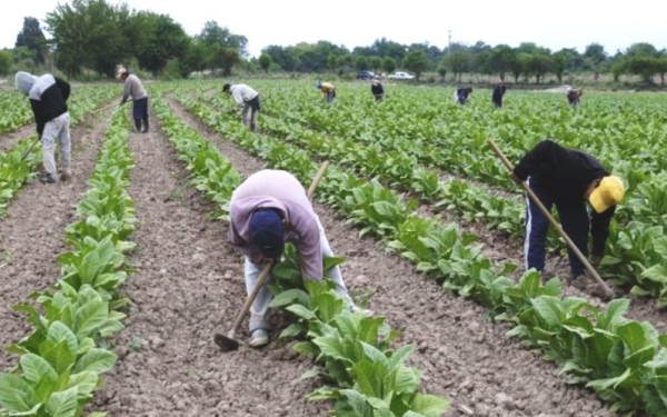 Gobierno asisti&oacute; a productores tabacaleros con 2 mil milones de pesos