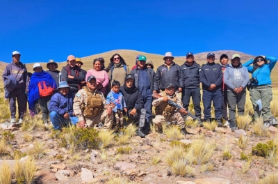 Se refuerzan las acciones contra la caza furtiva de vicu&ntilde;as