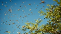 Cu&aacute;les son las plantas que atraen a los mosquitos y que deber&iacute;as quitar del jard&iacute;n