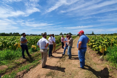 Gen&eacute;tica e investigaci&oacute;n: factores claves para el futuro del sector tabacalero