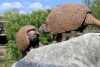Presentaron esculturas de gliptodontes que habitaron el Xibi Xibi hace 6,3 millones de años