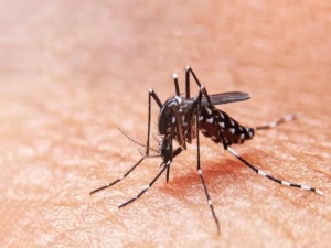 Ya son 4652 los casos de Dengue en la provinca
