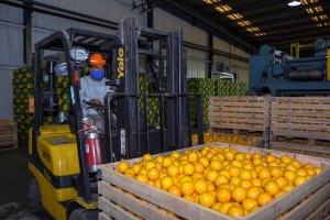 Ledesma aumentó un 24% su producción de frutas
